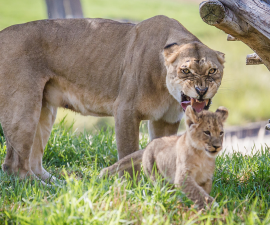 13 Animals Grumpier Than Grumpy Cat