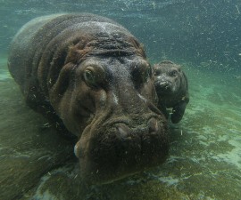 A Not-So-Little Girl: Hippo Calf Born in April at the San Diego Zoo is Female