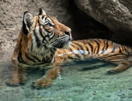 There are six subspecies of tiger living today; Amur or Siberian, Bengal or Indian, Indochinese, Malayan, Sumatran, and South China.