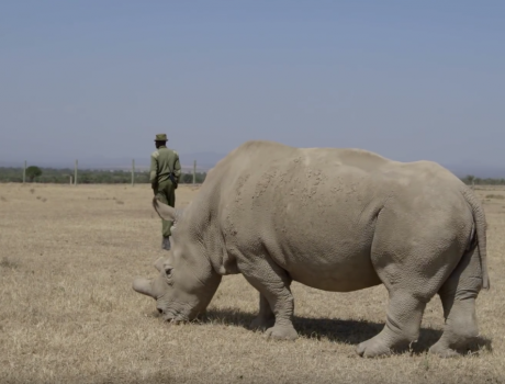 San Diego Zoo Safari Park Rhino Expert Visits Three of Earth’s Four Remaining Northern White Rhinos in Kenya