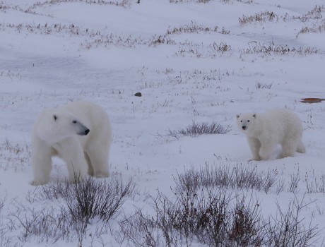 Climate Change Makes Polar Bears Work Harder to Survive by Megan Owen