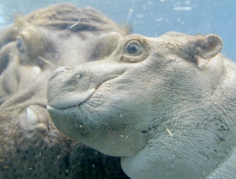 Top 15 Zoo Vines from 2015