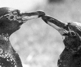 Centennial Throwback: A Dapper Pair