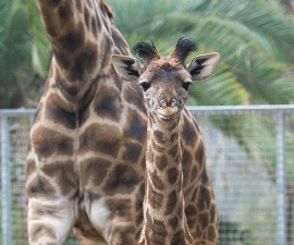 The Smallest Giraffe Born at the San Diego Zoo Is Reaching New Heights