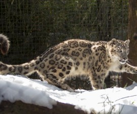 Sunny Spring Day Brings Cool Snow to San Diego Zoo Snow Leopards