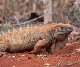 San Diego Zoo Global Aids Critically Endangered Jamaican Iguana