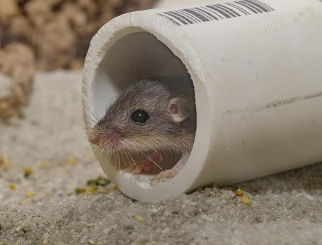 San Diego Zoo Global Achieves Milestone in Pacific Pocket Mouse Recovery Program