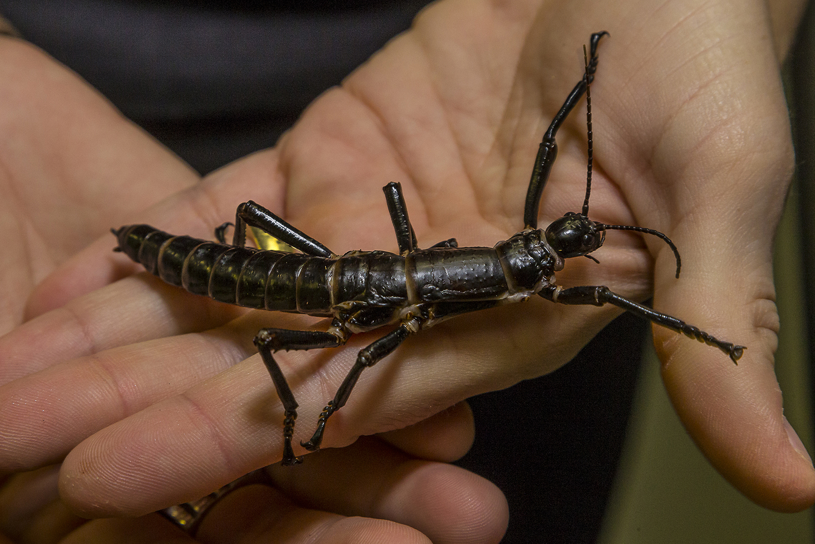 First Lord Howe Island Stick Insect Eggs Laid in North America – San ...