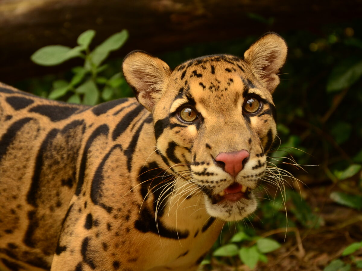 Learning More About the Little-understood Clouded Leopard – San