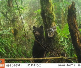 Andean bear in forest