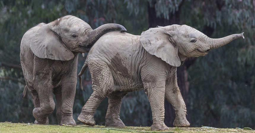 two elephant calves