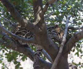 Ocelot in tree