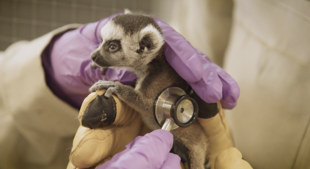 San Diego Zoo Welcomes Endangered Ring-tailed Lemur Twins | LaptrinhX