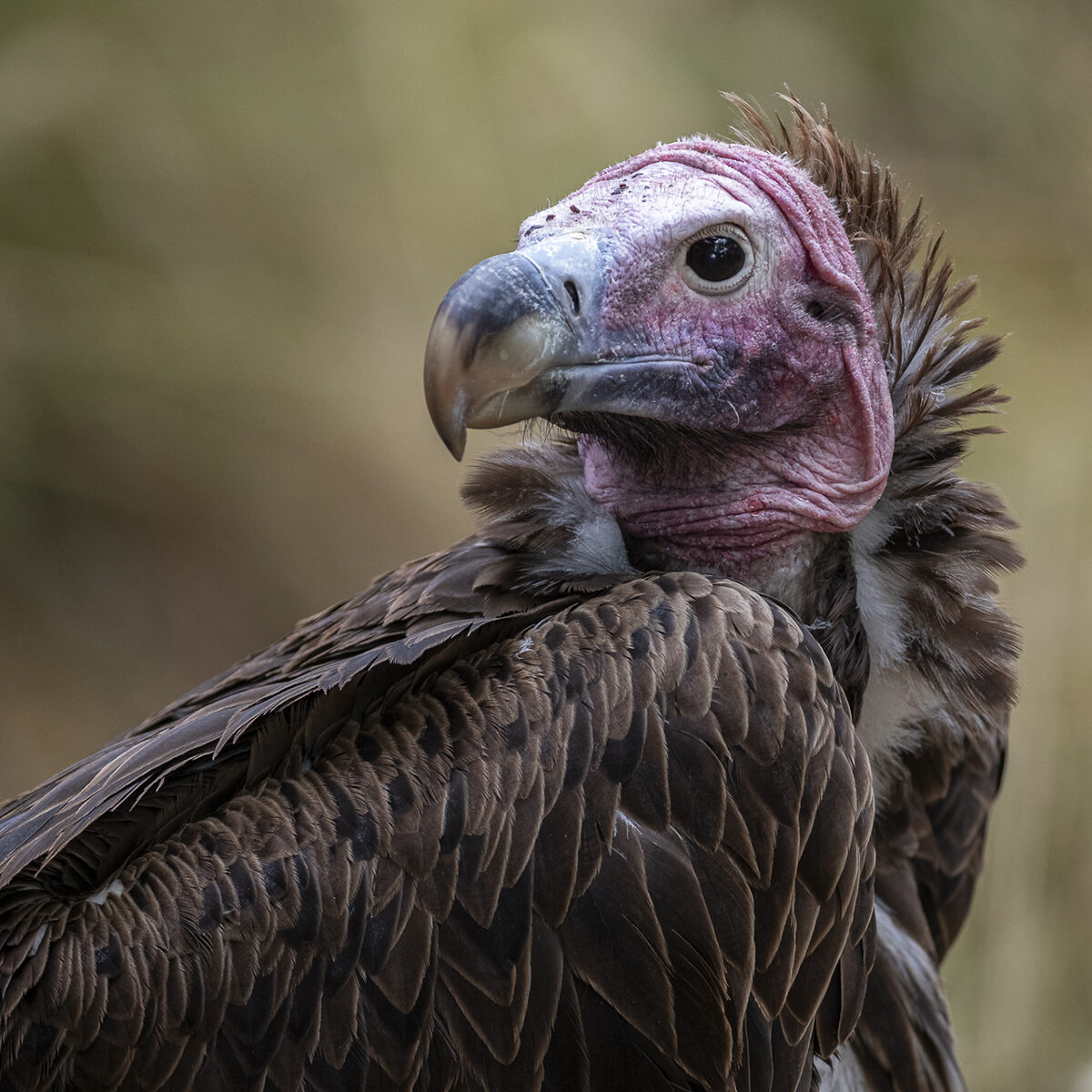 Connecting with Vultures at the San Diego Zoo Safari Park – San