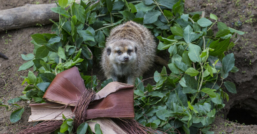 Meerkat with wreath