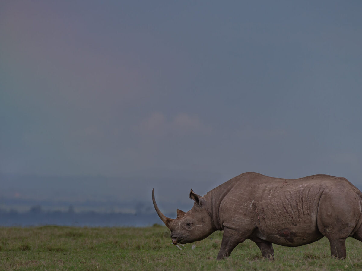 Sound the Horns – San Diego Zoo Wildlife Alliance Stories