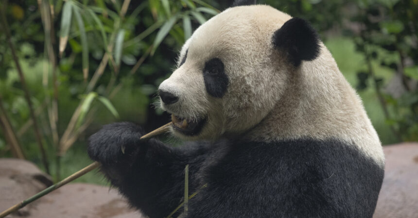 Yun Chuan eating bamboo