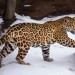 Jaguar Cub and Mom Play in Snow for the First Time at the San Diego Zoo