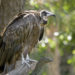 Hooded vulture perching