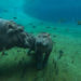 Hippo with baby