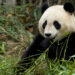 Giant Panda (Zhen Zhen)