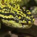There’s no such thing as a poisonous snake.