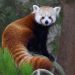 Red panda | 11 Orange Animals to Get You in the Fall Spirit