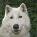 Animals Who Totally Own Winter