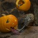 No Tricks, Just Treats for Komodo Dragon at the San Diego Zoo